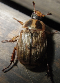Oriental Beetle